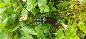 Monochamus sartor