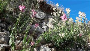 Papuľka väčšia (Antirrhinum majus)