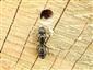 Camponotus vagus (Scopoli, 1763)