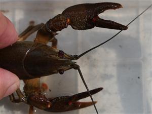 Astacus astacus
