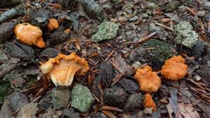 Kuriatko oranžové (Cantharellus friesii)