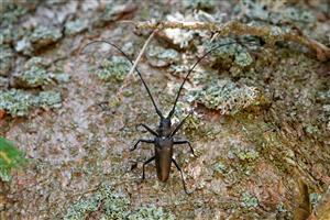 Monochamus sartor