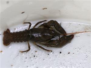 Austropotamobius torrentium