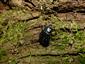 Gnorimus variabilis (Linnaeus, 1758)