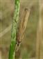 Agriphila selasella (Hübner, 1813)