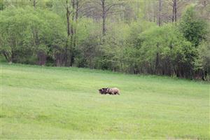 medvedí pár v ruji