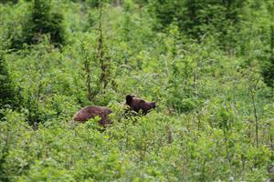 medvedica s 2 mláďatami