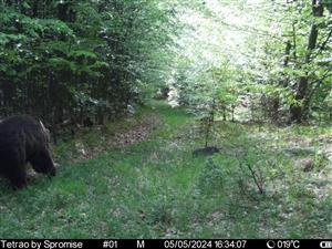 Medveď hnedý (Ursus arctos)