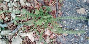 Chenopodium botrys na lesnej ceste.