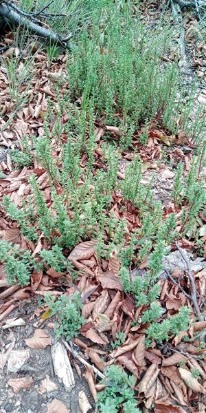 Chenopodium pumilio.