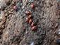 Endomychus coccineus (Linnaeus, 1758)