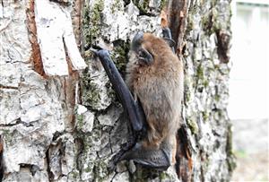 Večernica hvízdavá (Pipistrellus pipistrellus)