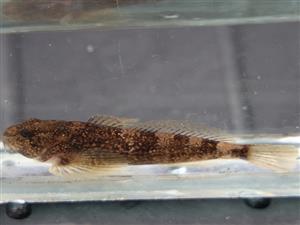Cottus gobio
