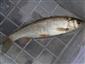 Squalius cephalus