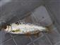 Rutilus (Rutilus) rutilus (Linnaeus, 1758)
