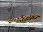 Salmo (Salmo) trutta morpha fario Linnaeus, 1758