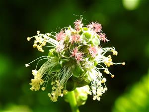Krvavec menší (Sanguisorba minor)