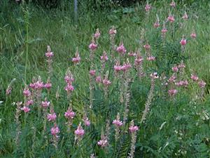 Vičenec vikolistý (Onobrychis viciifolia)