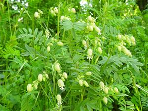 Silenka obyčajná (Silene vulgaris)