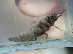Cordulegaster sp.