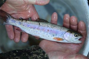 Oncorhynchus mykiss