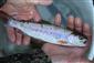 Oncorhynchus mykiss