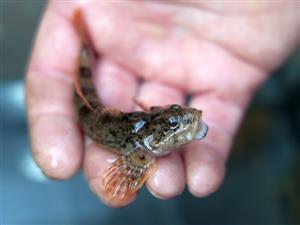 Cottus gobio