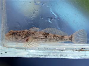 Cottus gobio