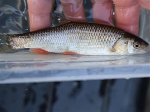 Squalius cephalus