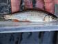 Squalius cephalus