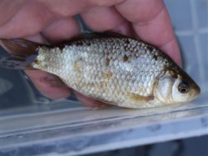 Carassius gibelio