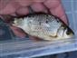 Carassius gibelio (Linnaeus, 1758)