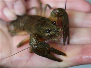 Astacus astacus