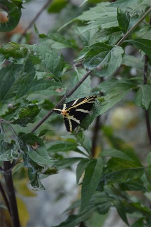 Callimorpha quadripunctaria.