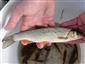 Squalius cephalus (Linnaeus, 1758)
