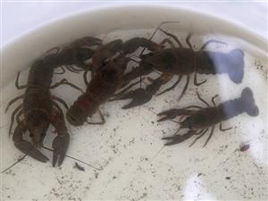 Astacus astacus