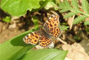 babocka sietkovana (Araschnia levana)