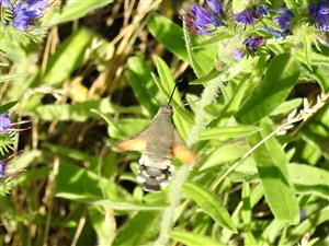 Macroglossum stellatarum (Linnaeus, 1758)