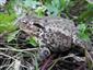 Ropucha bradavičnatá (Bufo bufo)