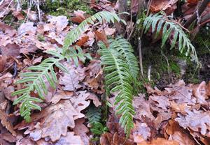 Sladic obycajny (Polypodium vulgare)
