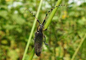 Vrzunik Agapanthia dahli