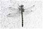 Klinovka čiernonohá (Onychogomphus forcipatus)