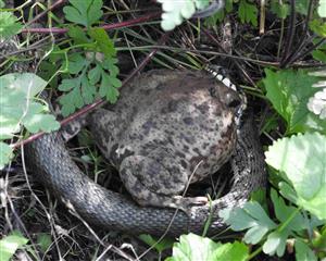 Užovka obojková (Natrix natrix)
