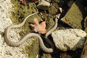 Užovka obojková (Natrix natrix)