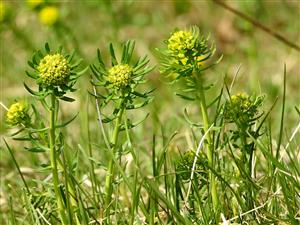 Mliečnik chvojkový (Euphorbia cyparissias)