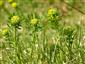 Mliečnik chvojkový (Euphorbia cyparissias)