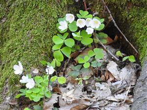 Kyslička obyčajná (Oxalis acetosella)