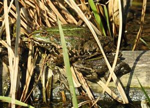 Skokan rapotavý (Pelophylax ridibundus)