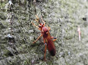 Lumok Lymantrichneumon disparis