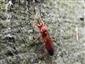 Lymantrichneumon  disparis (Poda, 1761)